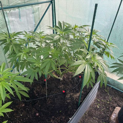 Nubia growlog timeline photo