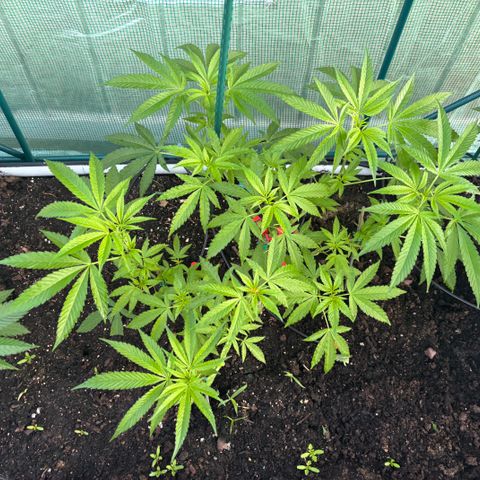 Veruca growlog timeline photo