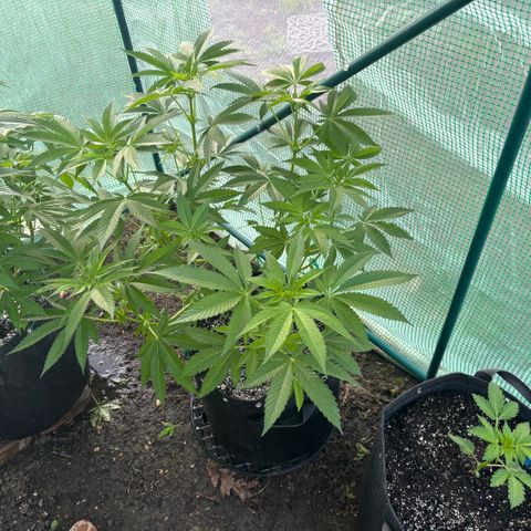 Jade  growlog timeline photo