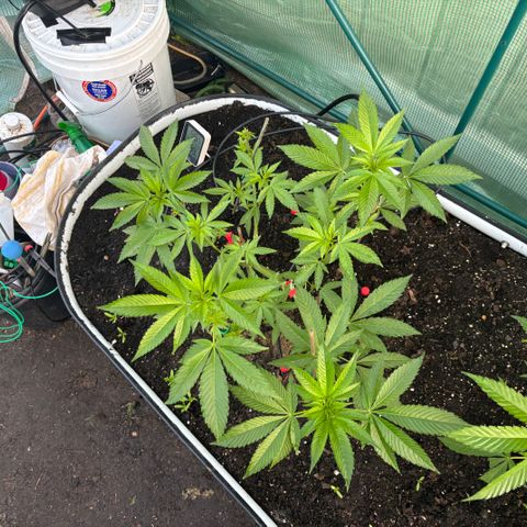 Mara growlog timeline photo