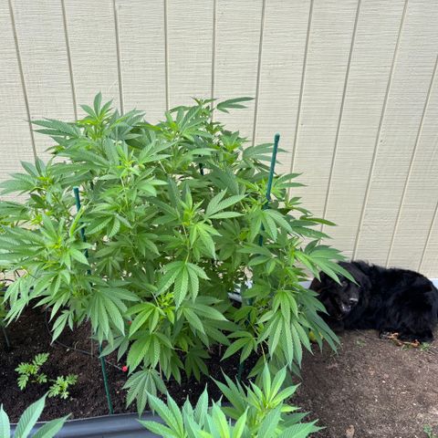 Nubia growlog timeline photo