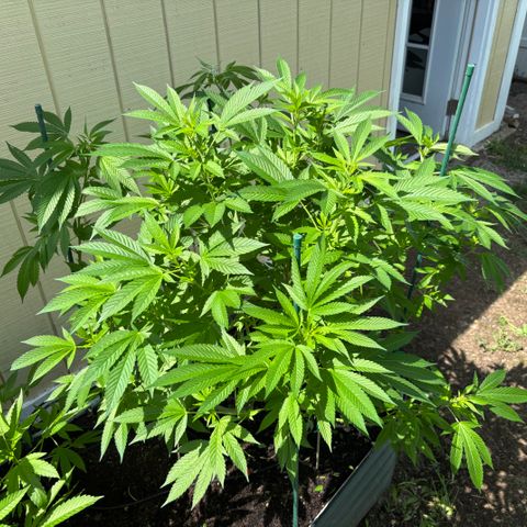 Nubia growlog timeline photo