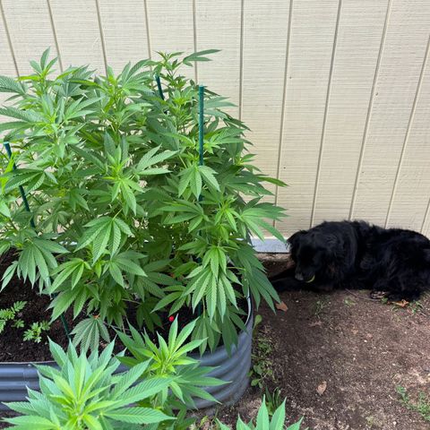 Nubia growlog timeline photo