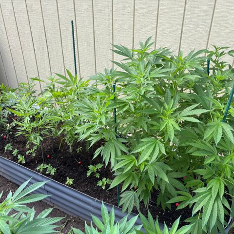 Nubia growlog timeline photo