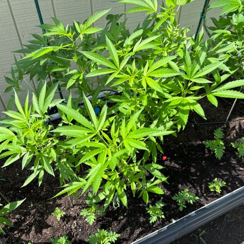Veruca growlog timeline photo