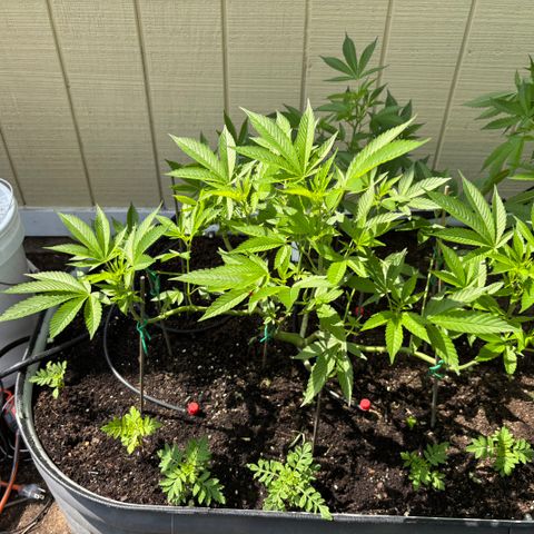 Mara growlog timeline photo