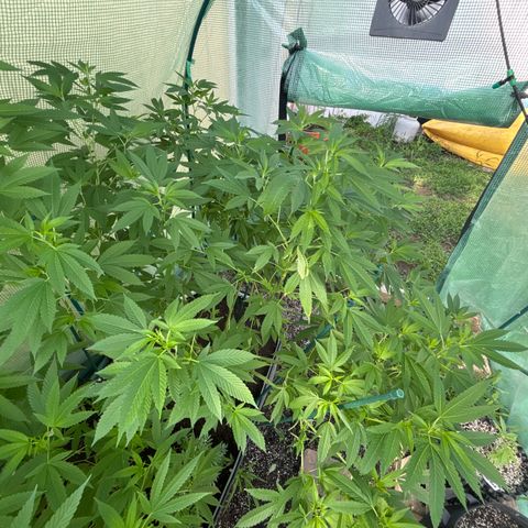 Nubia growlog timeline photo