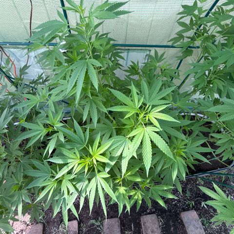 Veruca growlog timeline photo