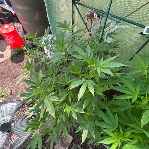 Mara growlog timeline photo