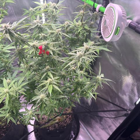 Jade  growlog timeline photo