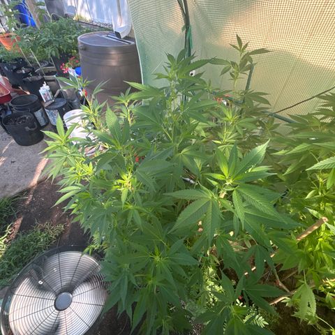 Mara growlog timeline photo