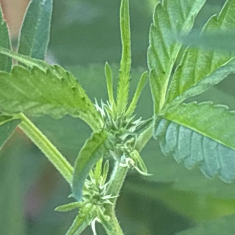 Mara growlog timeline photo