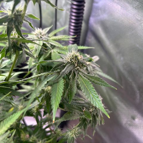 Jade  growlog timeline photo