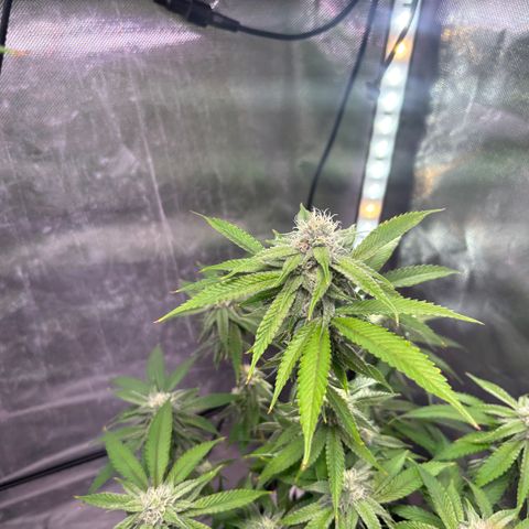 Jade  growlog timeline photo