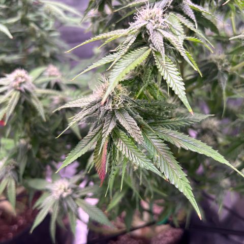 Jade  growlog timeline photo