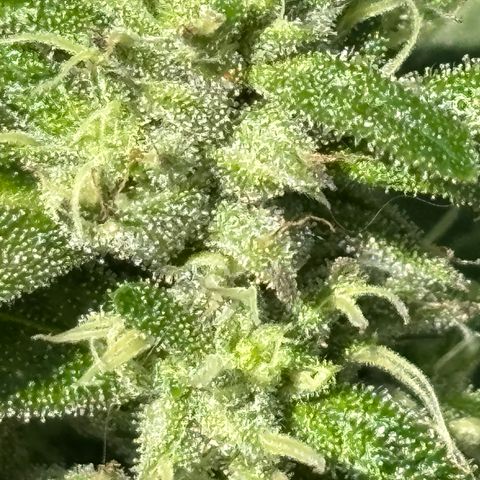 Mara growlog timeline photo