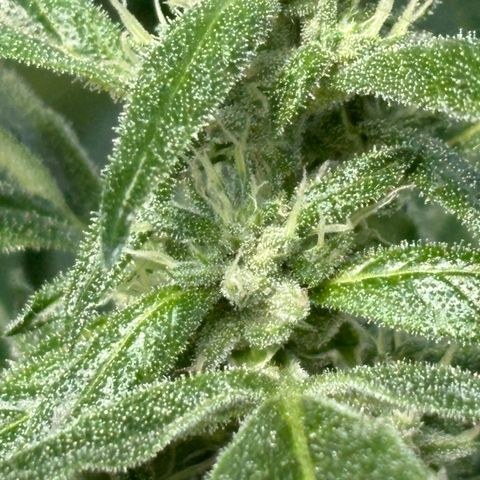 Mara growlog timeline photo