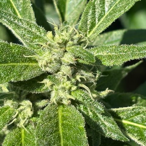 Mara growlog timeline photo