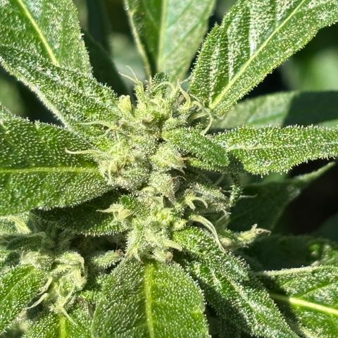 Mara growlog timeline photo