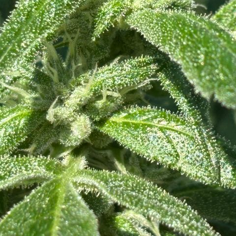 Mara growlog timeline photo