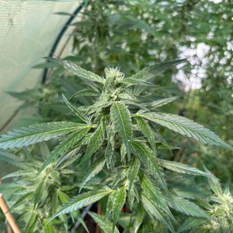 Mara growlog timeline photo