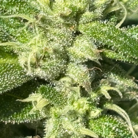 Mara growlog timeline photo