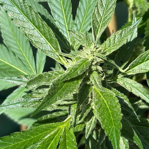 Mara growlog timeline photo