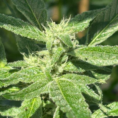 Mara growlog timeline photo