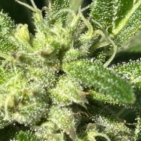 Mara growlog timeline photo