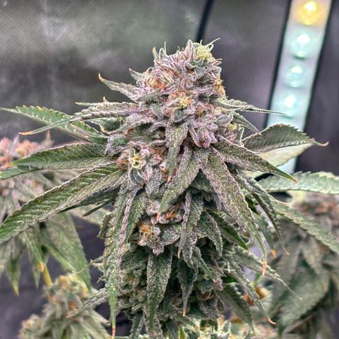 Jade  growlog timeline photo