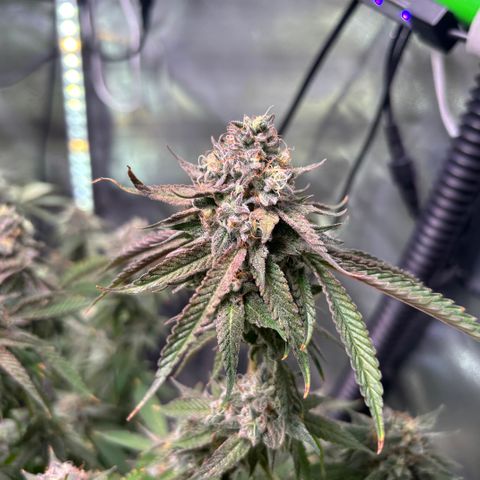 Jade  growlog timeline photo