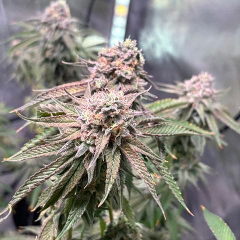 Jade  growlog timeline photo