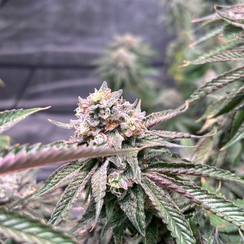 Jade  growlog timeline photo
