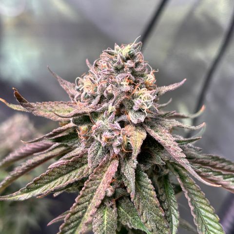 Jade  growlog timeline photo