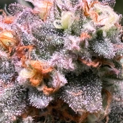 Jade  growlog timeline photo