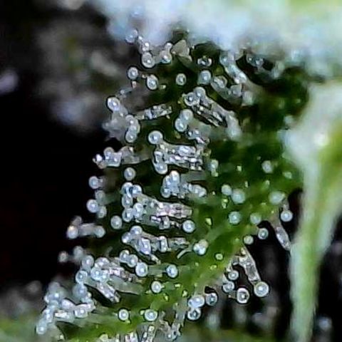 Mara growlog timeline photo