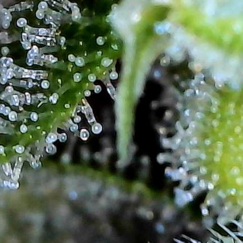Mara growlog timeline photo