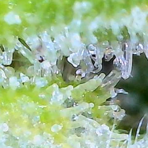 Mara growlog timeline photo