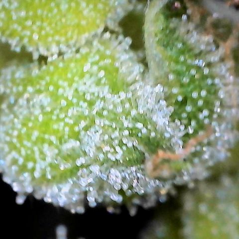 Mara growlog timeline photo