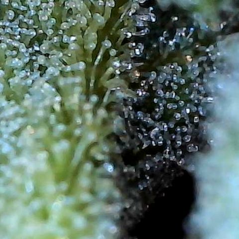 Mara growlog timeline photo