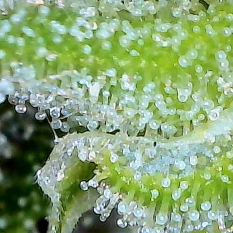 Mara growlog timeline photo