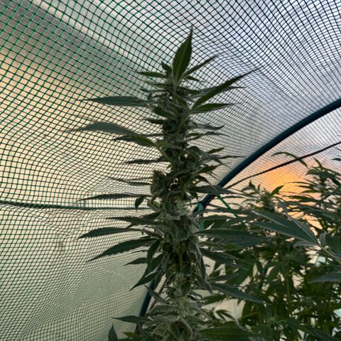 Mara growlog timeline photo