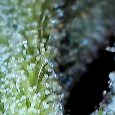 Mara growlog timeline photo