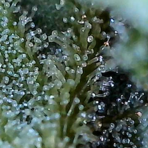 Mara growlog timeline photo
