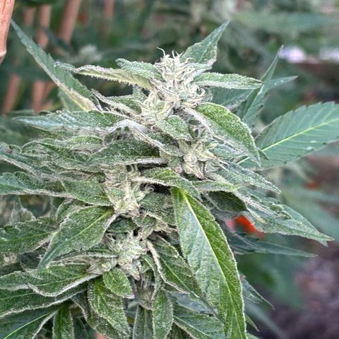 Mara growlog timeline photo