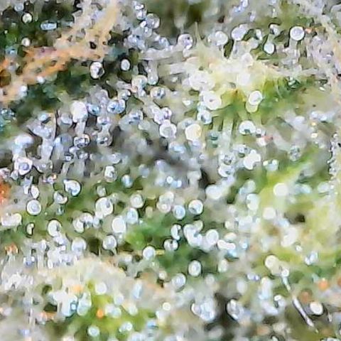 Mara growlog timeline photo