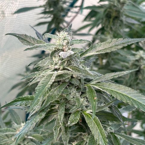 Mara growlog timeline photo