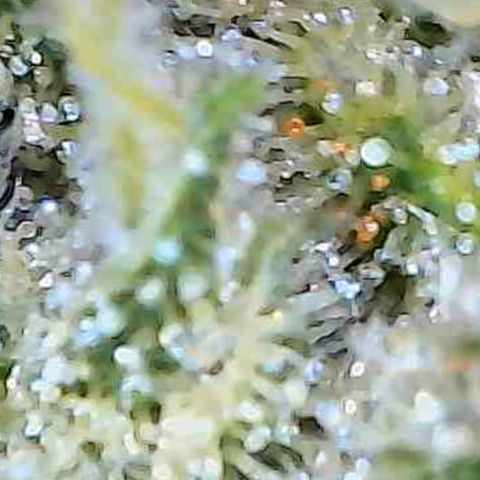 Mara growlog timeline photo