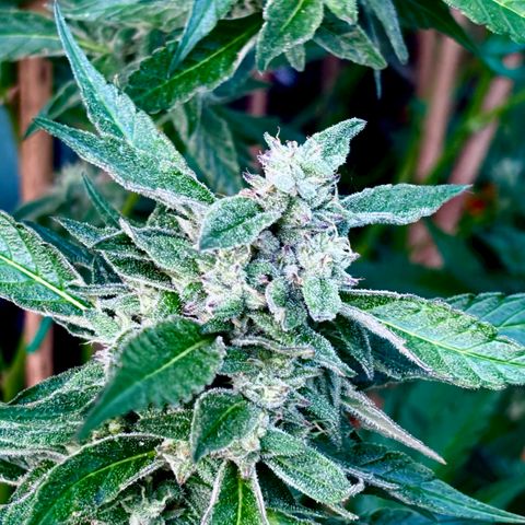 Mara growlog timeline photo