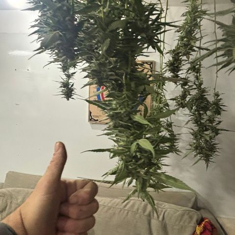Mara growlog timeline photo